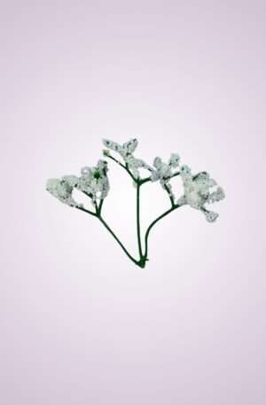 Gypsofila biela<p>C20028