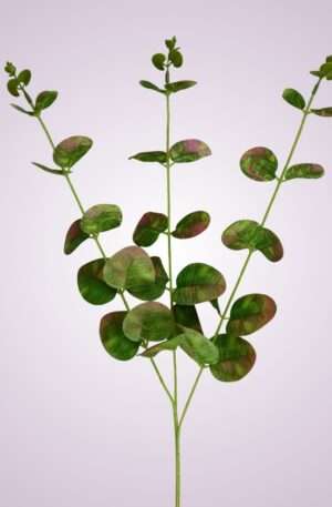 Eukalyptus green /purple<p>SUN542