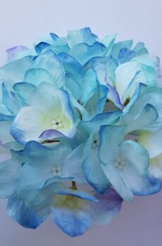 HS6901 hortenzia blue