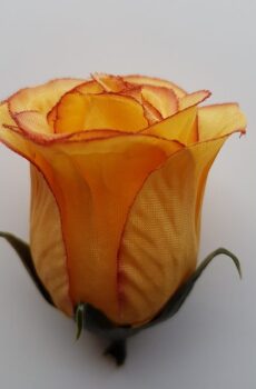 UP980117 - ruža beige