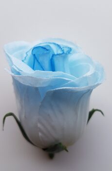 UP980117 ruža - blue