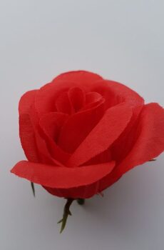 Ruža puk 5 cm - Červená