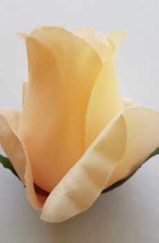 AR10621 ruža Ivory