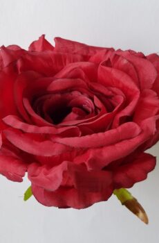 Ruža vencová 14 cm - Červená