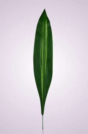 List dracena<p>0546-001