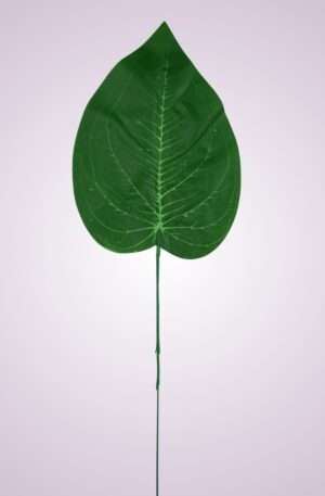 List difenbachia <p>0546S-14