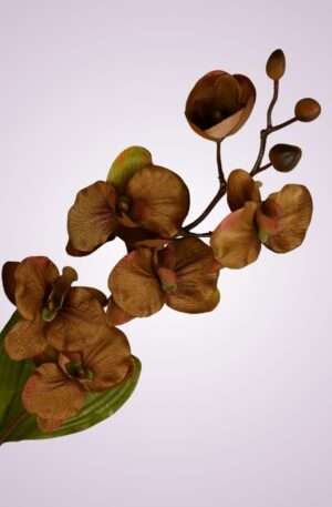 C99346 orchidea - brown