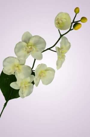 C99346 orchidea - cream