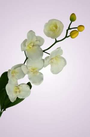 C99346 orchidea - white