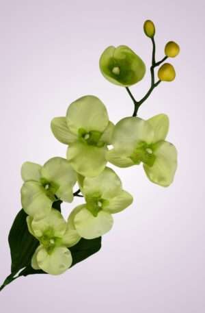 C99346 orchidea - Lt. green