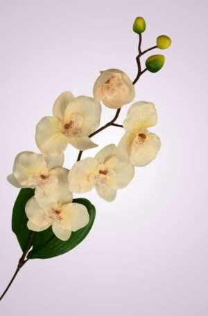 C99346 orchidea - lt peach aut