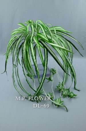 Dracena<p>DL69-4