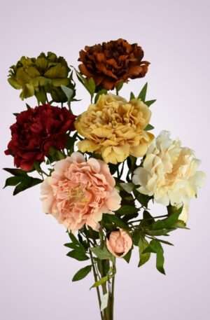 Pivónia stopková<p>F19468-2