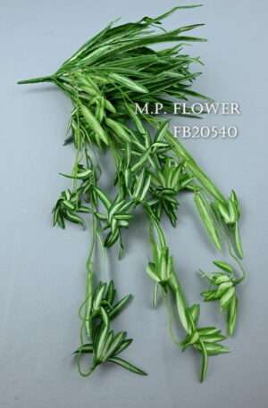 Dracena<p>FB20540