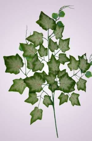 Hrozno list vetva<p>FMP 039