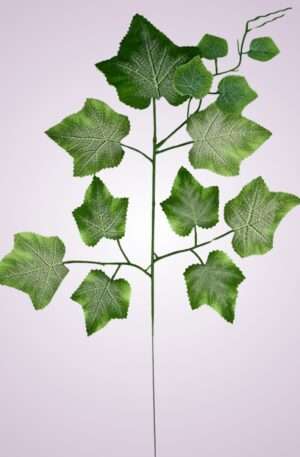 Hrozno list <p>FMP113