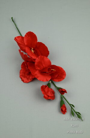 gladiola<p>K268