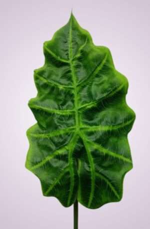 List alocasia<p>LIU196