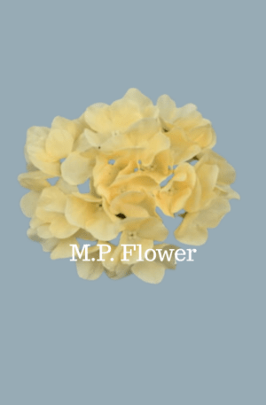 HS6901 Hortenzia - dk cream