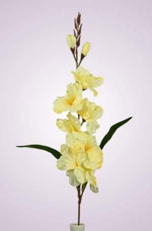Gladiola yellow<p>MP17170