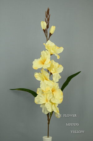 Gladiola yellow<p>MP17170