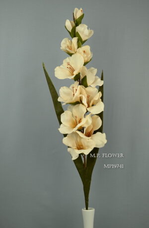 Gladiola<p>F19741
