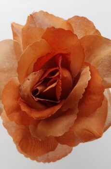 Ruža 10 cm rust