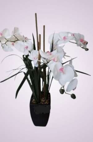 Orchidea črep<p>SCF-POT-030016