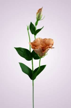 SUN357 lisianthus-nude