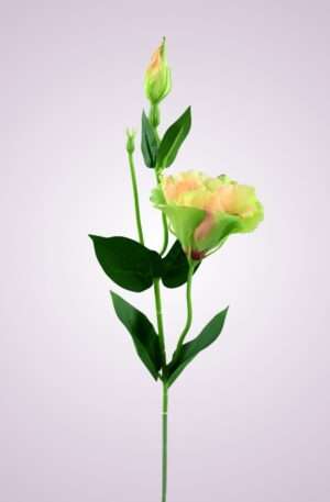SUN357 lisianthus-peach green