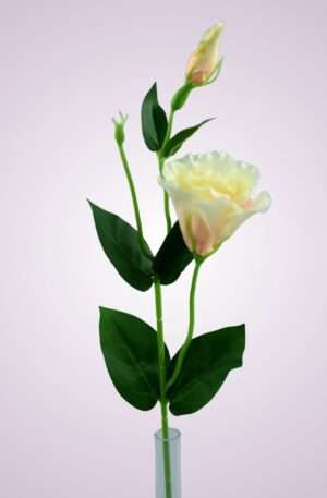 SUN357 lisianthus - PEARL PEACH