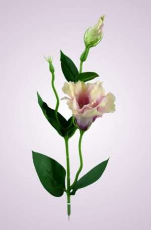 SUN357 lisianthus- POWDER PINK GREEN