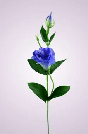 SUN357 lisianthus-violet blue