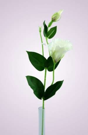 SUN357 lisianthus-WHITE DIRTYGREEN