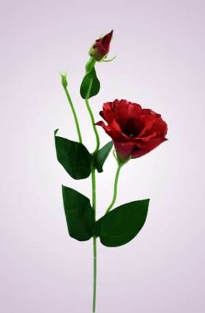 SUN357 lisianthus - RED GREEN