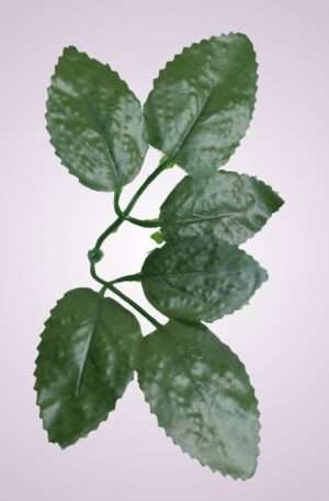 YS20169 list ruža - dark green