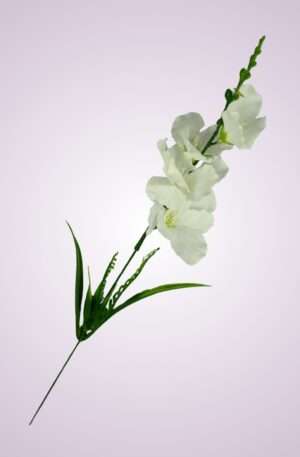 Y2216 gladiola mini - biela