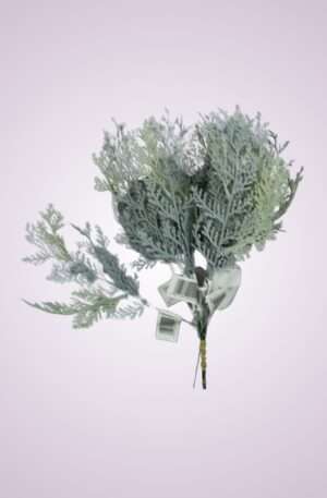 Tuja sivá 30 cm<p>831294