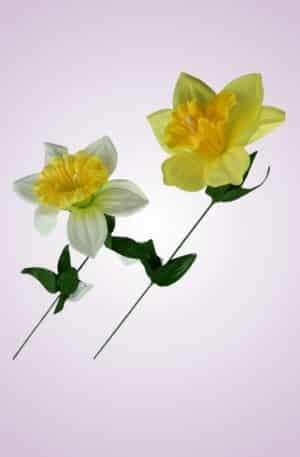 Narcis kus <p>FX19305