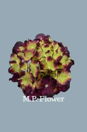 C10012 hortenzia-beauty-green