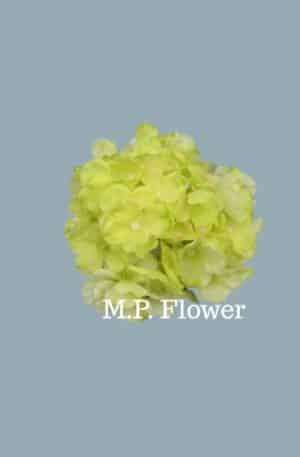 C10012 hortenzia-lemon