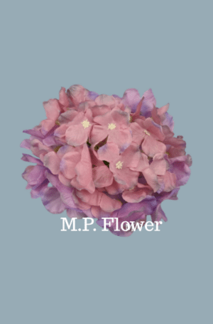 C10012 hortenzia-mauve