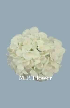 C10012 hortenzia-white