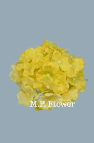 C10012 hortenzia-yellow