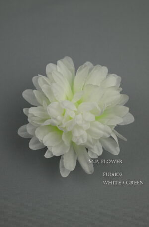 Chryzantéma vencová<p>FU19103
