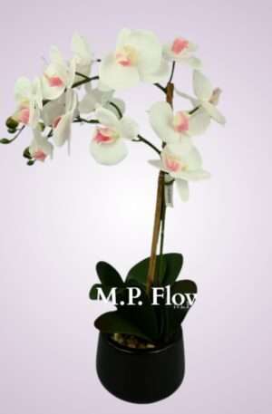 Orchidea v črepníku<p> SFCPOT020053