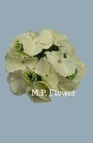 RH9911 hortenzia- cream