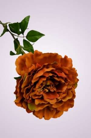 GK001 pivónia kus - brown