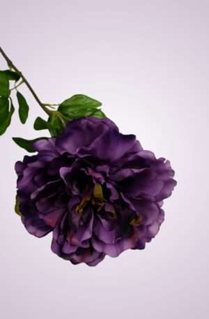 GK001 pivónia kus-purple