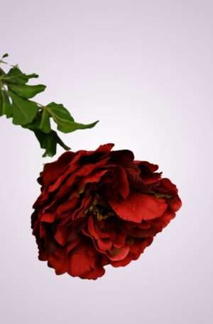 GK001 pivónia kus -red